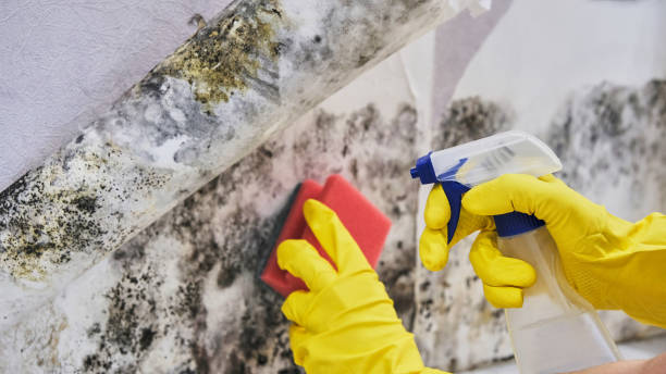 Best Commercial water damage restoration  in Southgate, KY